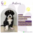 Adônis