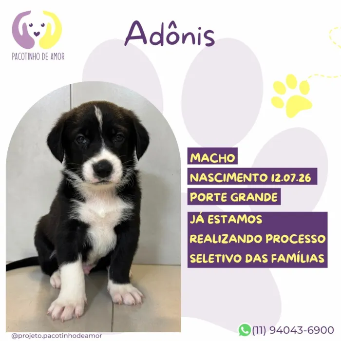 Cachorro raça SRD-ViraLata idade 2 a 6 meses nome Adônis