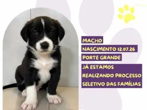 Cachorro raça SRD-ViraLata idade 2 a 6 meses nome Adônis