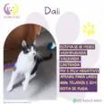 Dali