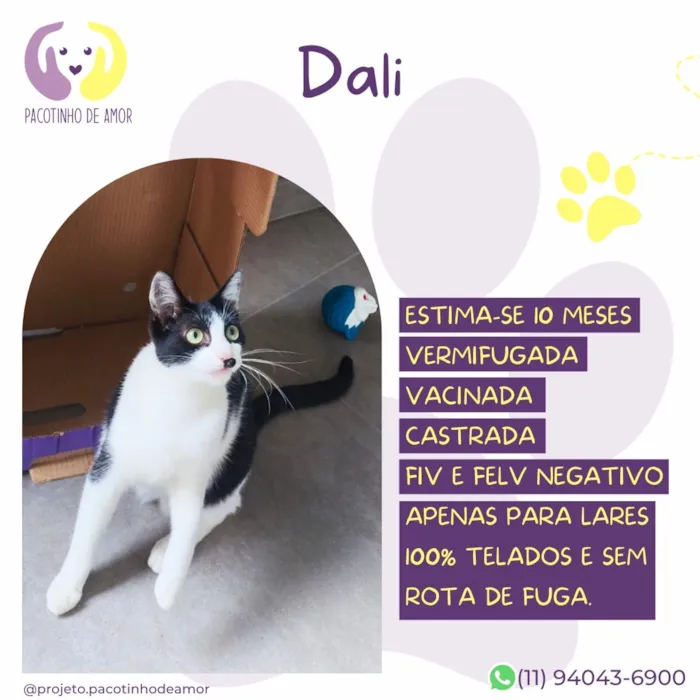 Gato raça SRD-ViraLata idade 7 a 11 meses nome Dali