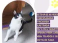 Dali