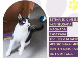 Gato raça SRD-ViraLata idade 7 a 11 meses nome Dali