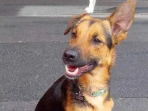Cachorro raça SRD-ViraLata idade 1 ano nome Julio