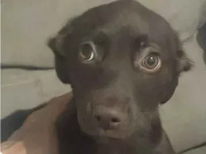 Cachorro raça SRD-ViraLata idade 2 a 6 meses nome Kiara 