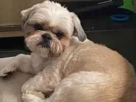 Cachorro raça Shitzu idade 6 ou mais anos nome Chucrute