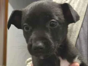 Cachorro raça SRD-ViraLata idade Abaixo de 2 meses nome Francisco