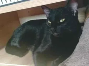 Gato raça SRD-ViraLata idade 2 anos nome Wandinha