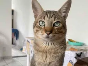 Gato raça SRD-ViraLata idade 3 anos nome Charlie 