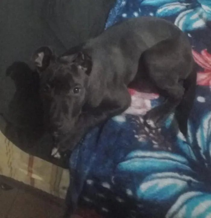 Cachorro raça SRD-ViraLata idade 7 a 11 meses nome mellon