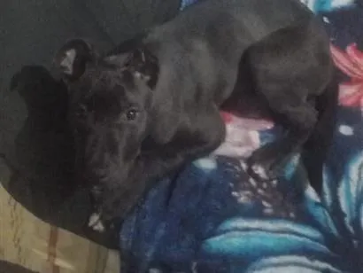 Cachorro raça SRD-ViraLata idade 7 a 11 meses nome mellon