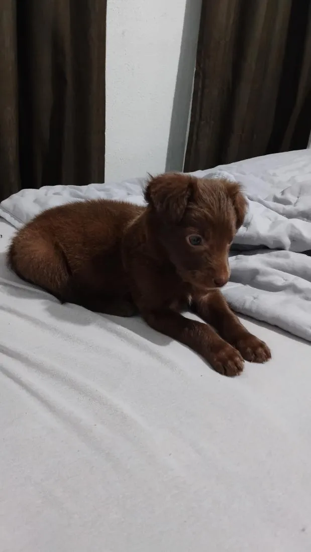 Cachorro raça SRD-ViraLata idade Abaixo de 2 meses nome bily