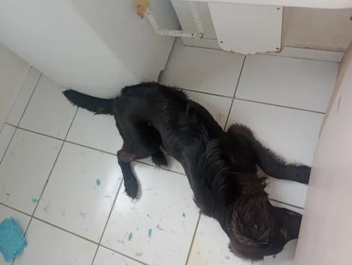 Cachorro raça SRD-ViraLata idade 1 ano nome ZEUS