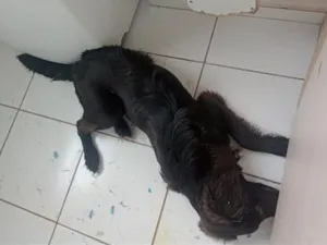 Cachorro raça SRD-ViraLata idade 1 ano nome ZEUS