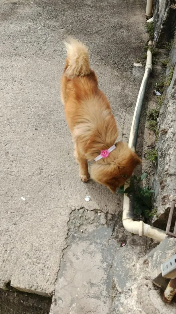 Cachorro raça SRD-ViraLata idade 5 anos nome Mel