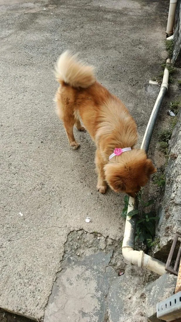 Cachorro raça SRD-ViraLata idade 5 anos nome Mel