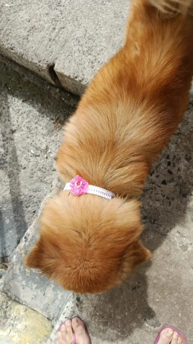 Cachorro raça SRD-ViraLata idade 5 anos nome Mel