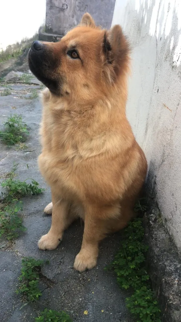 Cachorro raça SRD-ViraLata idade 5 anos nome Mel