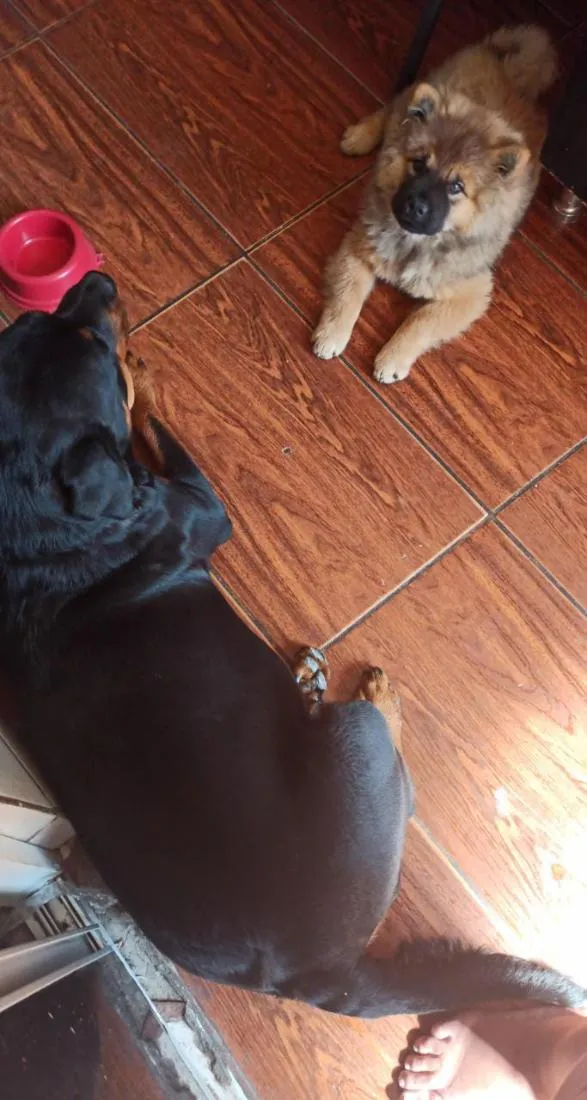 Cachorro raça SRD-ViraLata idade 5 anos nome Mel