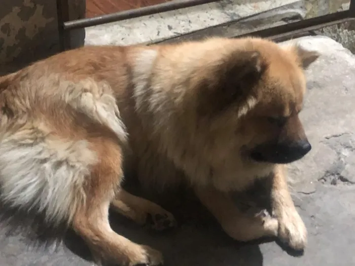 Cachorro raça SRD-ViraLata idade 5 anos nome Mel