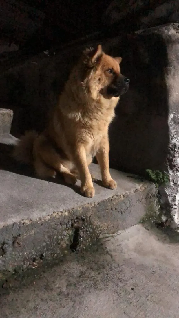 Cachorro raça SRD-ViraLata idade 5 anos nome Mel