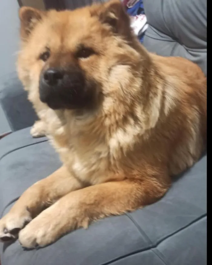 Cachorro raça SRD-ViraLata idade 5 anos nome Mel
