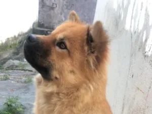 Cachorro raça SRD-ViraLata idade 5 anos nome Mel