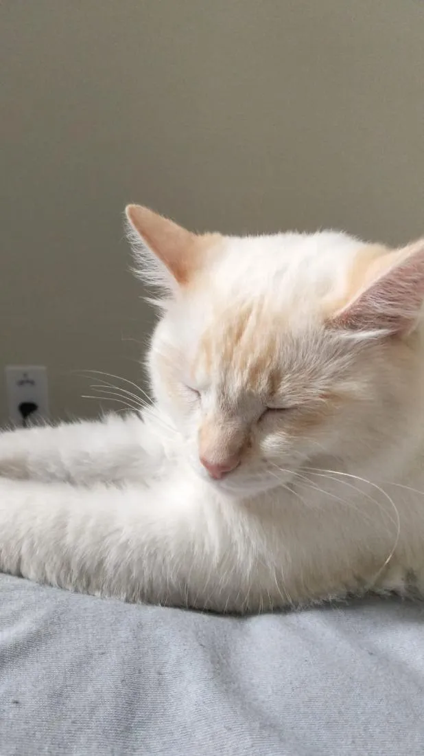 Gato raça SRD-ViraLata idade 1 ano nome Blair