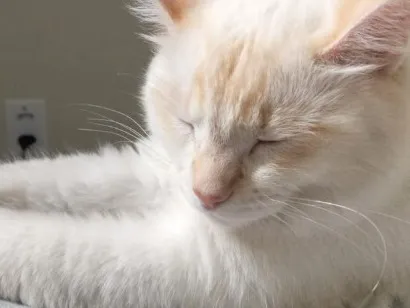 Gato raça SRD-ViraLata idade 1 ano nome Blair