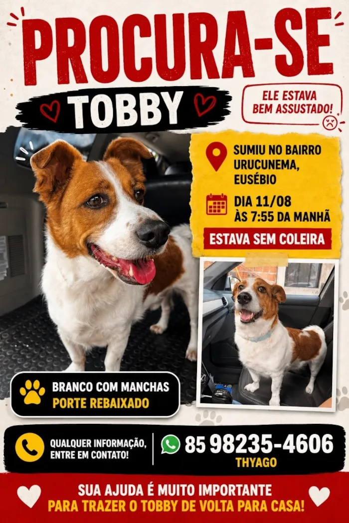 Cachorro raça SRD-ViraLata idade 6 ou mais anos nome Tobby