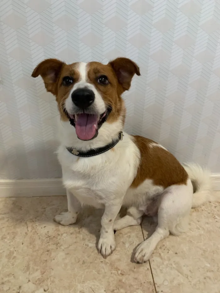 Cachorro raça SRD-ViraLata idade 6 ou mais anos nome Tobby