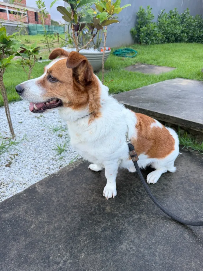 Cachorro raça SRD-ViraLata idade 6 ou mais anos nome Tobby