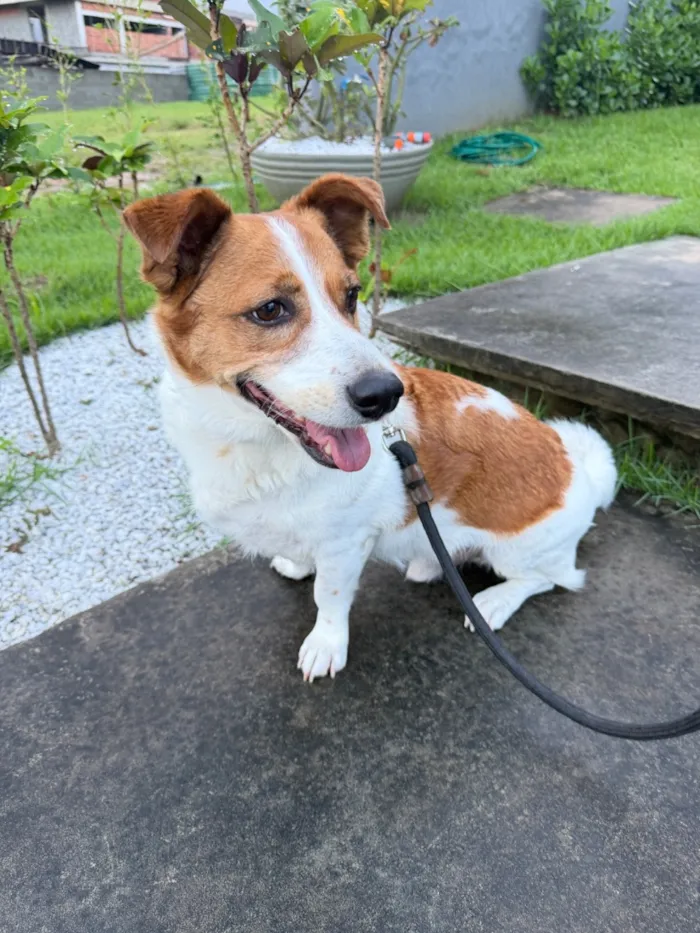 Cachorro raça SRD-ViraLata idade 6 ou mais anos nome Tobby