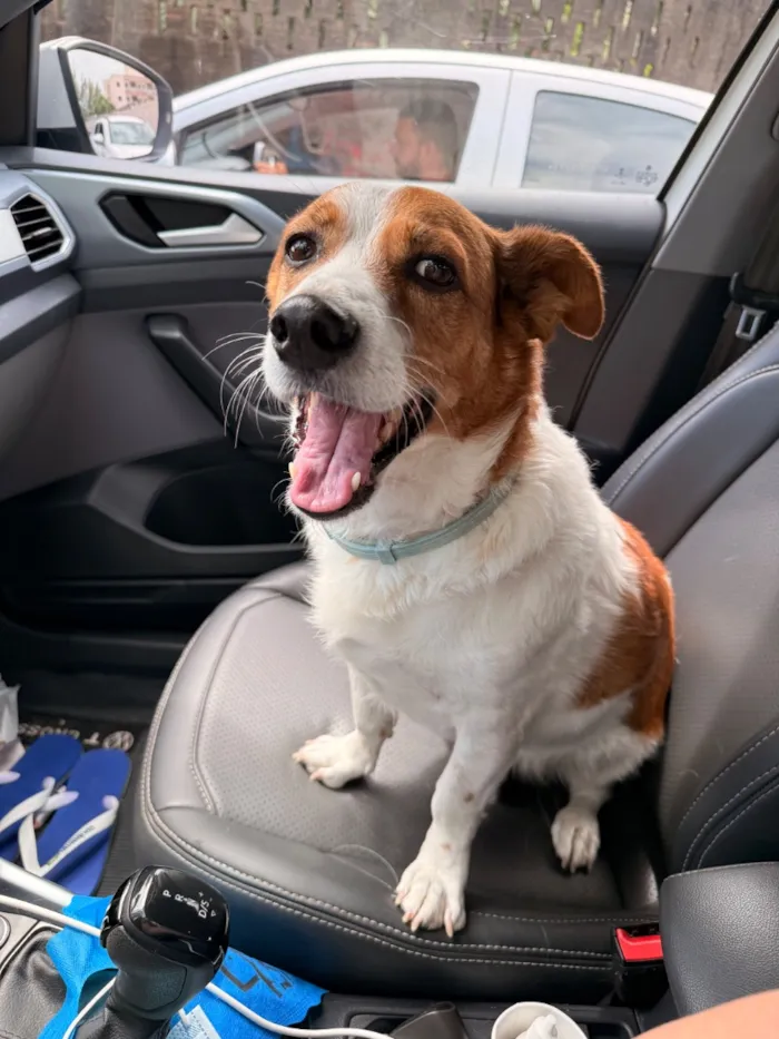 Cachorro raça SRD-ViraLata idade 6 ou mais anos nome Tobby