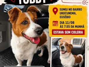 Cachorro raça SRD-ViraLata idade 6 ou mais anos nome Tobby