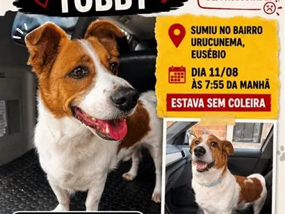 Cachorro raça SRD-ViraLata idade 6 ou mais anos nome Tobby