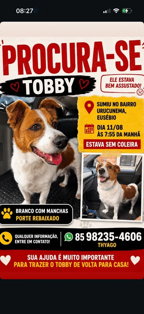 Cachorro raça SRD-ViraLata idade 4 anos nome Tobby