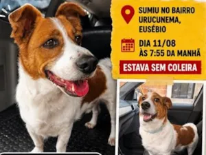 Cachorro raça SRD-ViraLata idade 4 anos nome Tobby