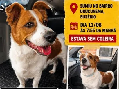 Cachorro raça SRD-ViraLata idade 4 anos nome Tobby