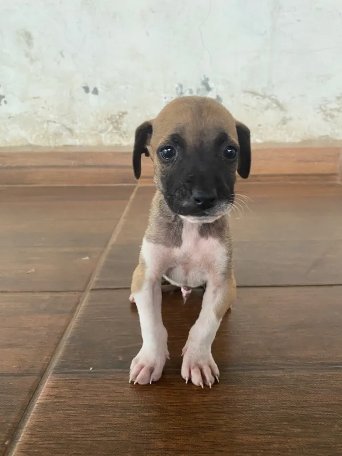 Cachorro raça SRD-ViraLata idade 2 a 6 meses nome fred