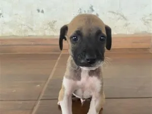 Cachorro raça SRD-ViraLata idade 2 a 6 meses nome fred