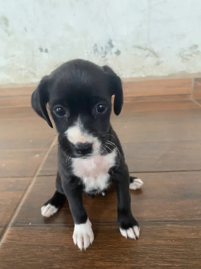 Cachorro raça SRD-ViraLata idade 2 a 6 meses nome Luna