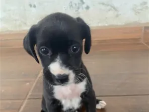 Cachorro raça SRD-ViraLata idade 2 a 6 meses nome Luna