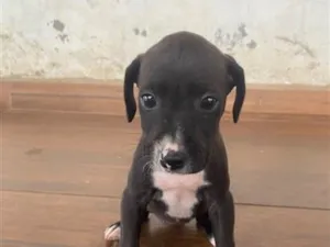 Cachorro raça SRD-ViraLata idade 2 a 6 meses nome Cristal
