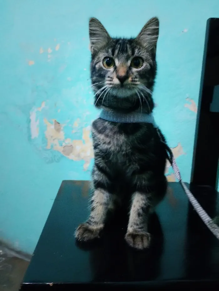 Gato raça SRD-ViraLata idade 7 a 11 meses nome Tigresa
