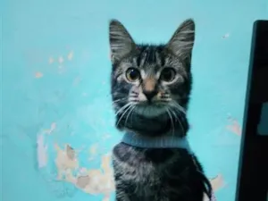 Gato raça SRD-ViraLata idade 7 a 11 meses nome Tigresa