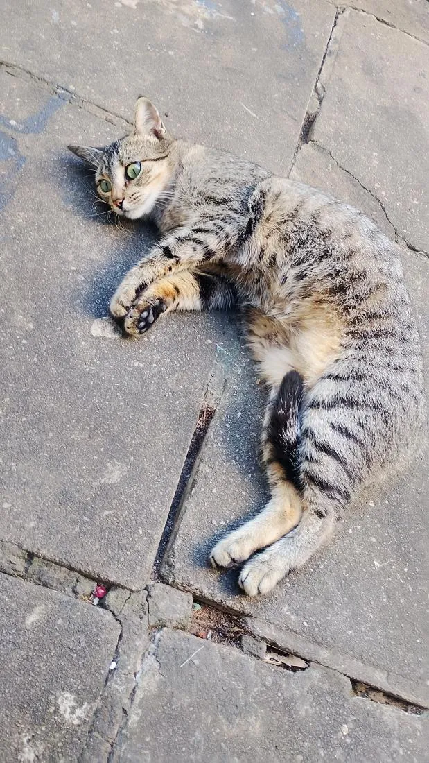 Gato raça SRD-ViraLata idade 4 anos nome Ângela