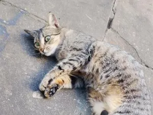 Gato raça SRD-ViraLata idade 4 anos nome Ângela