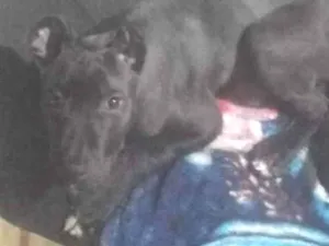 Cachorro raça SRD-ViraLata idade 7 a 11 meses nome mellon