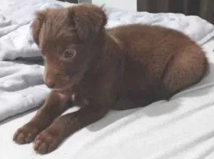 Cachorro raça SRD-ViraLata idade Abaixo de 2 meses nome bily